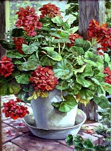 Geraniums